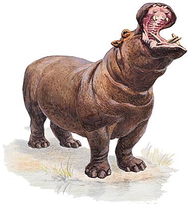 Hippopotame Larousse