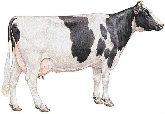 Vache de la race Holstein-Friesian