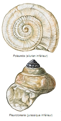 Gastropodes fossiles