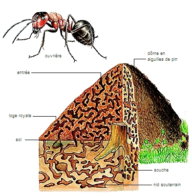 La fourmi bouledogue, insecte à la morsure mortelle