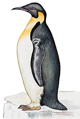 Australie: Un couple de pingouins papous mâles fait naître un bébé
