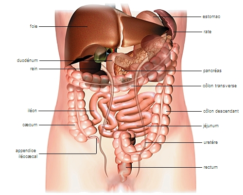 Le corps humain : anatomie, composition et organes