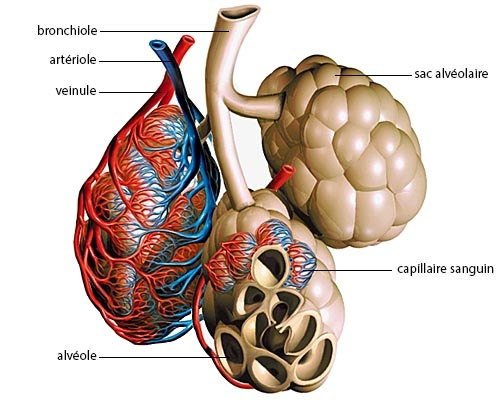 Poumon : anatomie, schéma, rôle, maladies, examens