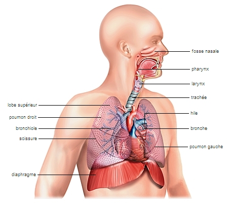 Reproduction de l'appareil respiratoire humain