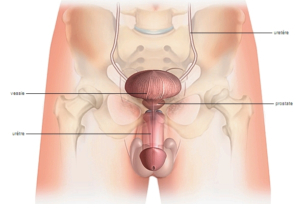 Uretre femme et homme: comprendre lappareil urinaire et le système urinaire