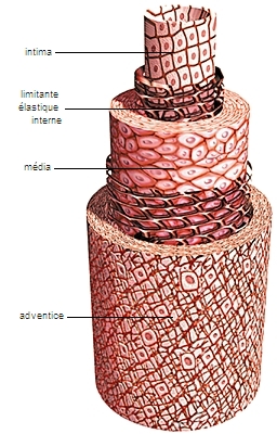 Structure d'une artère