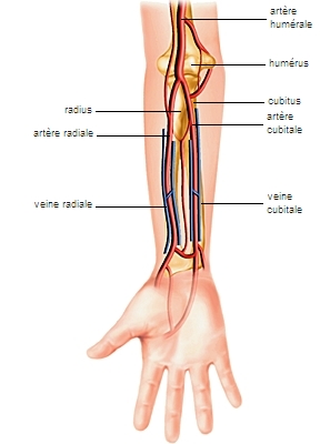 5 – Anatomie de l'avant bras en supination (à gauche) et en