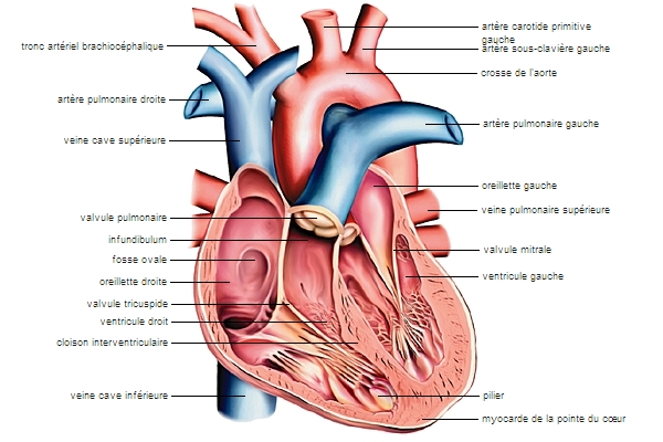 circulation sanguine LAROUSSE