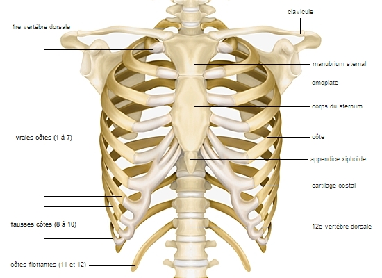 Anatomie de la torse, tête et vertèbres