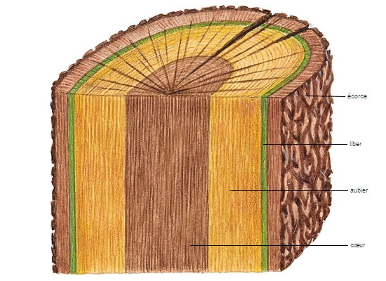 Structure d'un tronc d'arbre