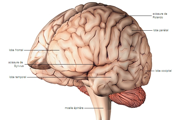 Régions du cortex cérébral – Média LAROUSSE