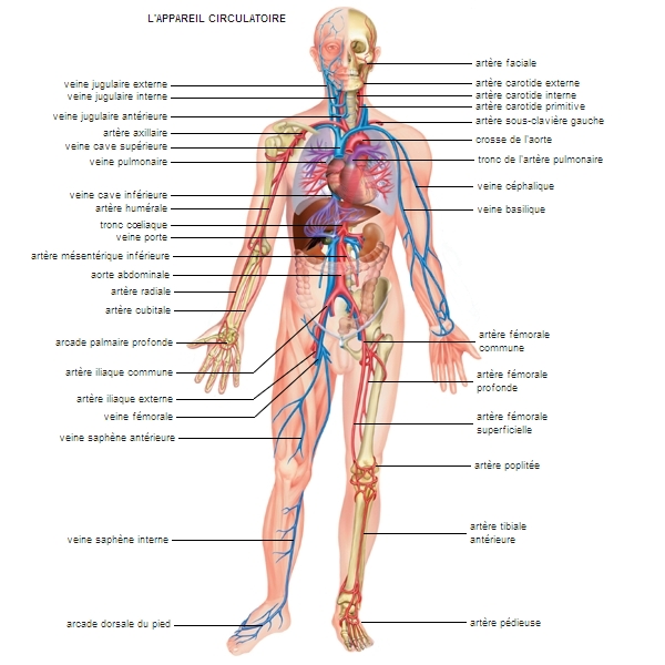 Le corps humain - anatomie - physiologie  Anatomie corps humain, Corps  humain, Muscles corps humain