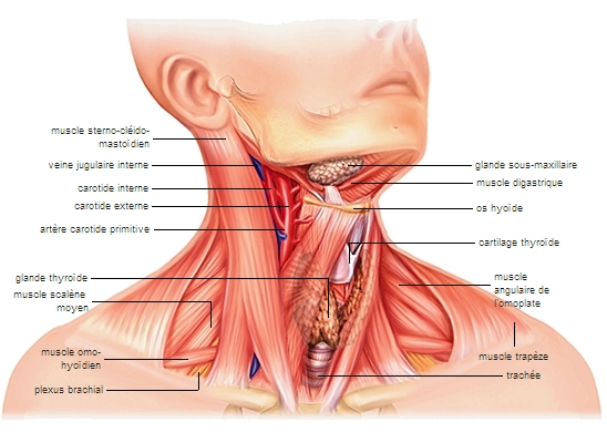 Muscles antérieurs du cou — Wikipédia