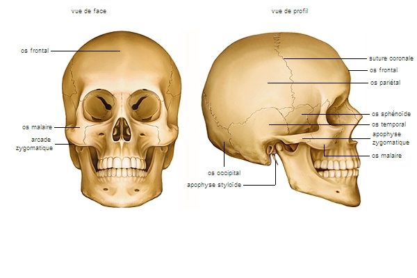 Os du squelette : combien d'os compte le corps humain ?