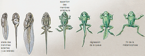 Metamorphose D Un Tetard De Grenouille Media Larousse