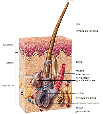 Structure d'un poil