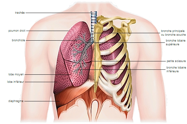 Fonction respiratoire