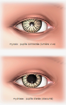 Pupille Larousse