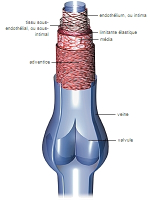 Structure d'une veine
