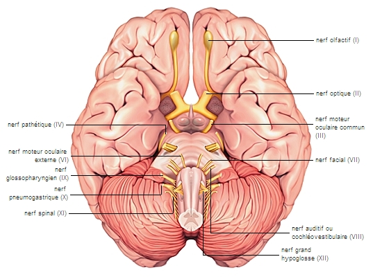 Présentation des nerfs crâniens - Troubles du cerveau, de la