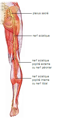 Guide : Les nerfs et les muscles