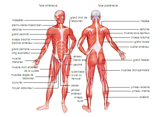 Musculature squelettique et cardiaque
