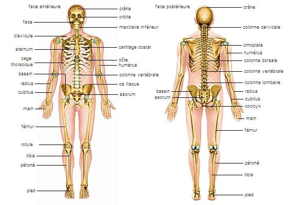 l'anatomie du squelette humain