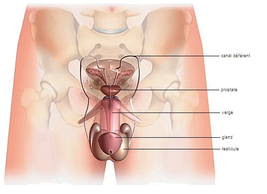 Scrotum : tout savoir sur cette partie de l'organe génital masculin