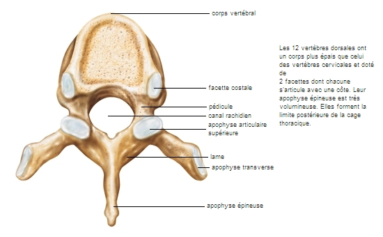 Dorsal Larousse