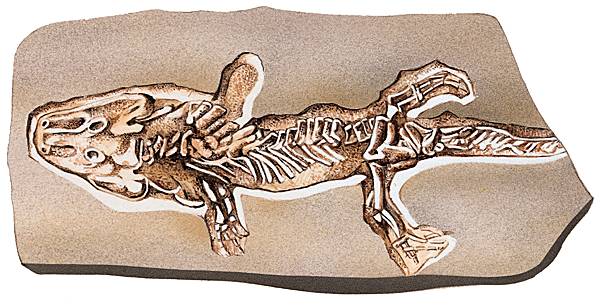 Fossile d'actinodon