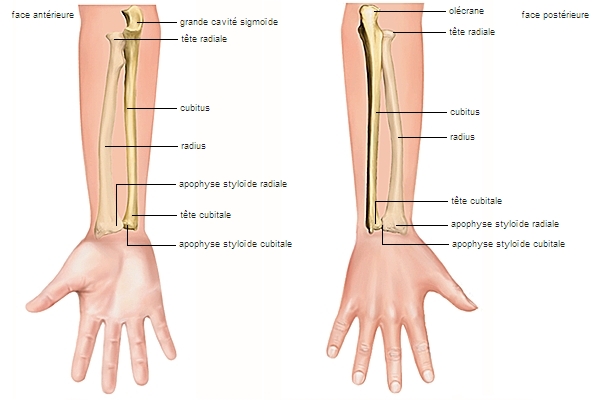 Avant-bras : définition et schéma, avant bras