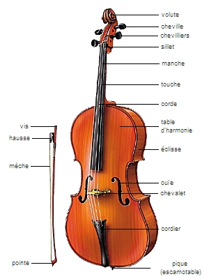 violoncelle - LAROUSSE