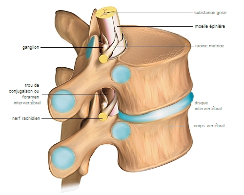 Nerf accessoire ou spinal : distribution des deux branches terminales