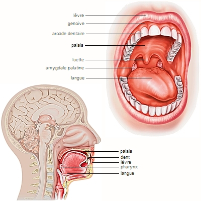 Localisation des organes de la bouche
