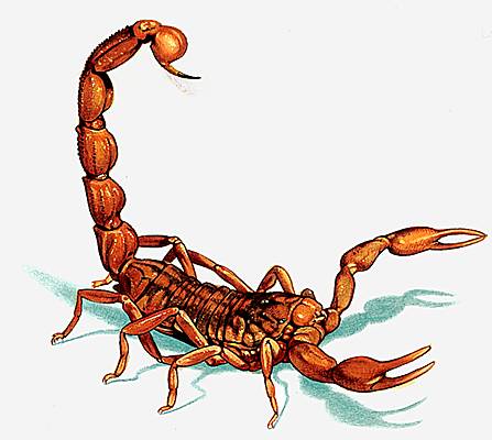 Scorpion : définition et explications
