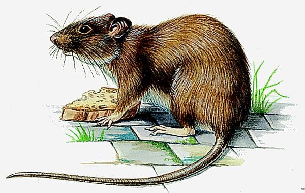 rat peut-être d'un radical ratt- évoquant le bruit du grignotement
