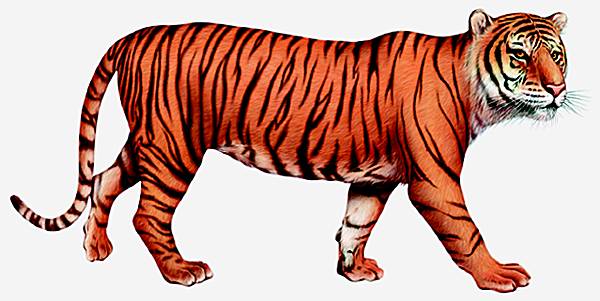 Grognement de tigre