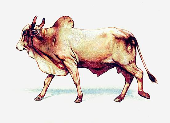 vache latin vacca - LAROUSSE