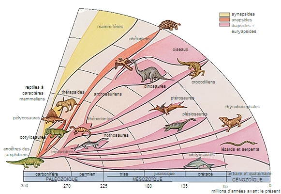 Évolution des reptiles