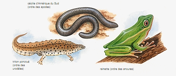 Types d'amphibiens