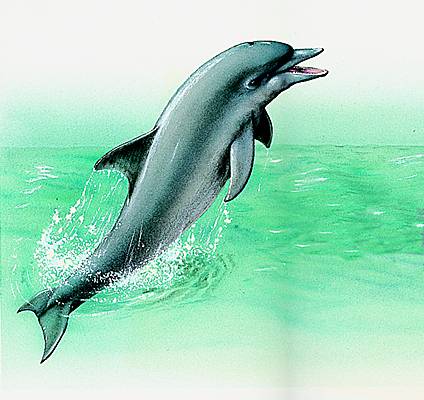 Les 5 infos insolites sur le dauphin 