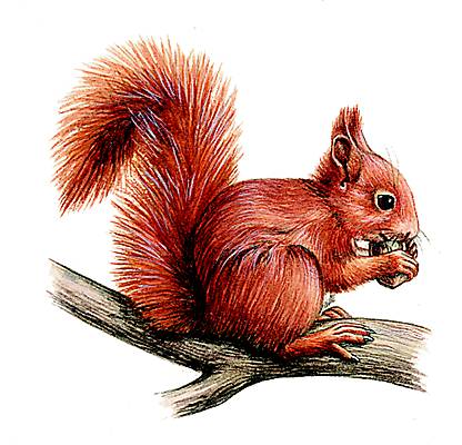 L'écureuil roux, audacieux et tapageur