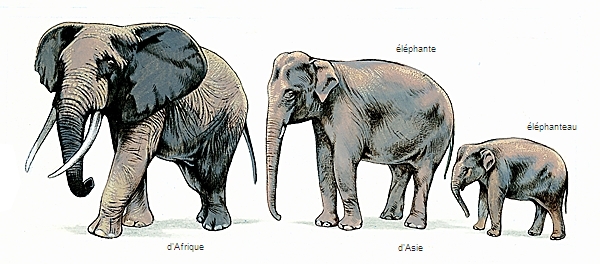 Éléphants