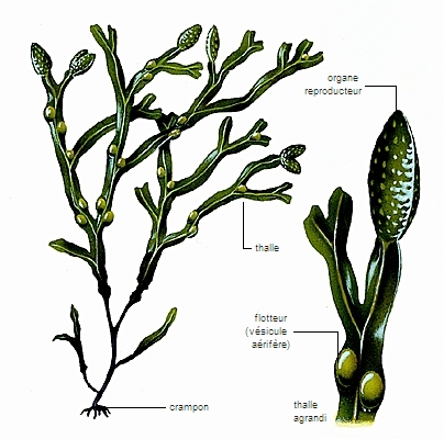 algue latin alga - LAROUSSE