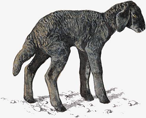 Agneau caracul Agneau caracul