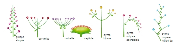 Types d'inflorescences