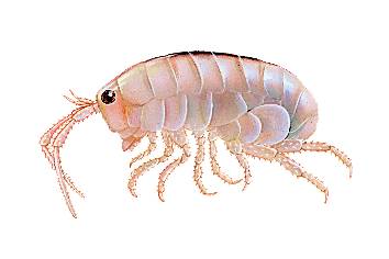 Puce de mer Puce de mer