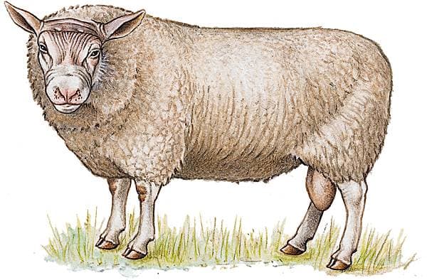 Mouton de la race du Cotentin