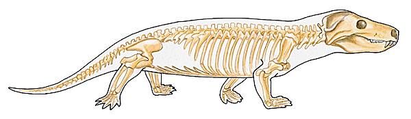 squelette grec skeleton de skeletos desséché - LAROUSSE