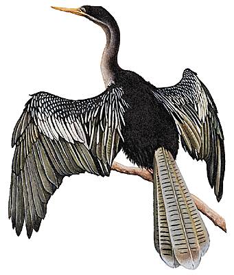 Anhinga